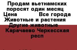 Продам вьетнамских поросят,один месяц › Цена ­ 3 000 - Все города Животные и растения » Другие животные   . Карачаево-Черкесская респ.